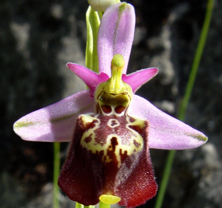 Ophrys fuciflora